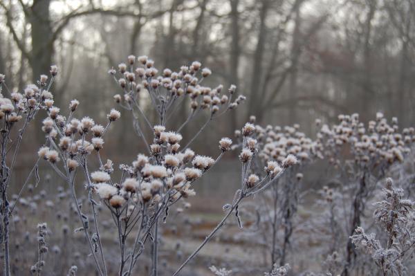 Vernonia crinita I Vernonie